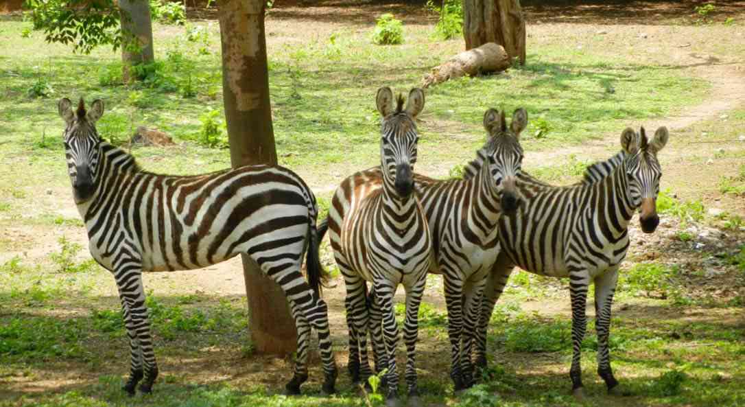 Mysore Zoo - 2 KM